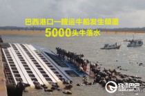 巴西港口一艘运牛船发生倾覆 5000头牛落水